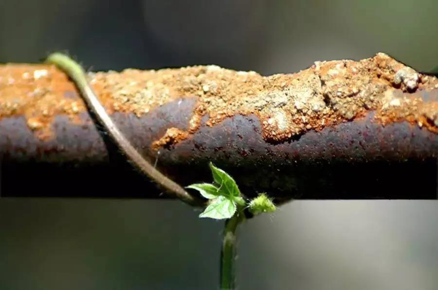 Z6��������ʱ��(�й���)�ٷ���վ